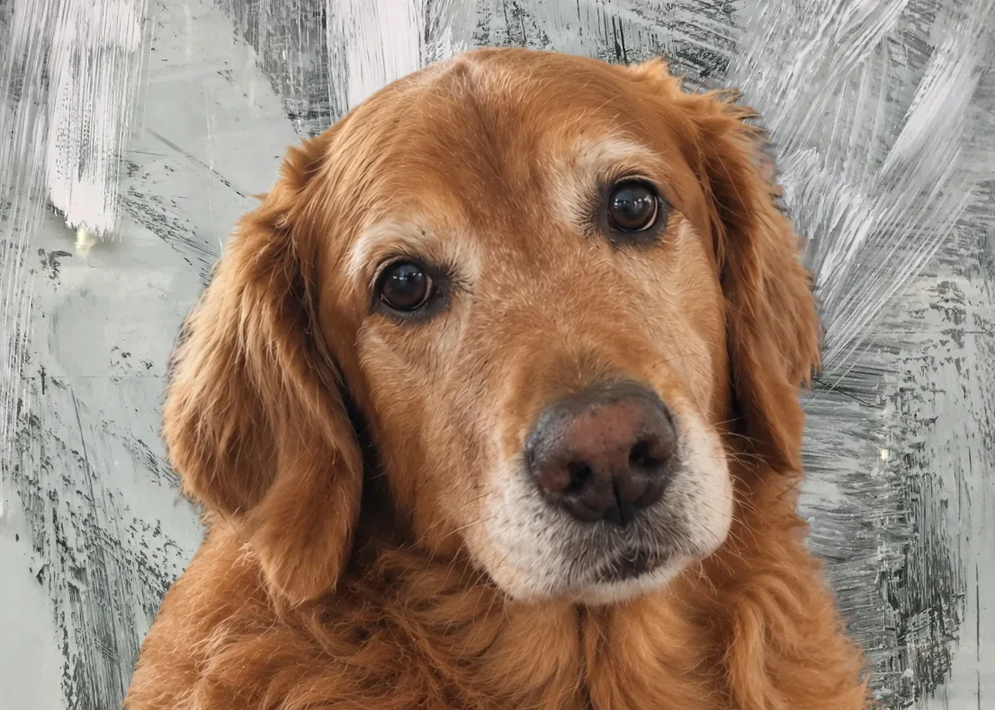 The same dog, background removed and replaced with a warm studio backdrop, ready to print.